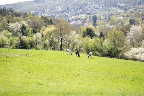 Pony stall Einstellplatz Angebot